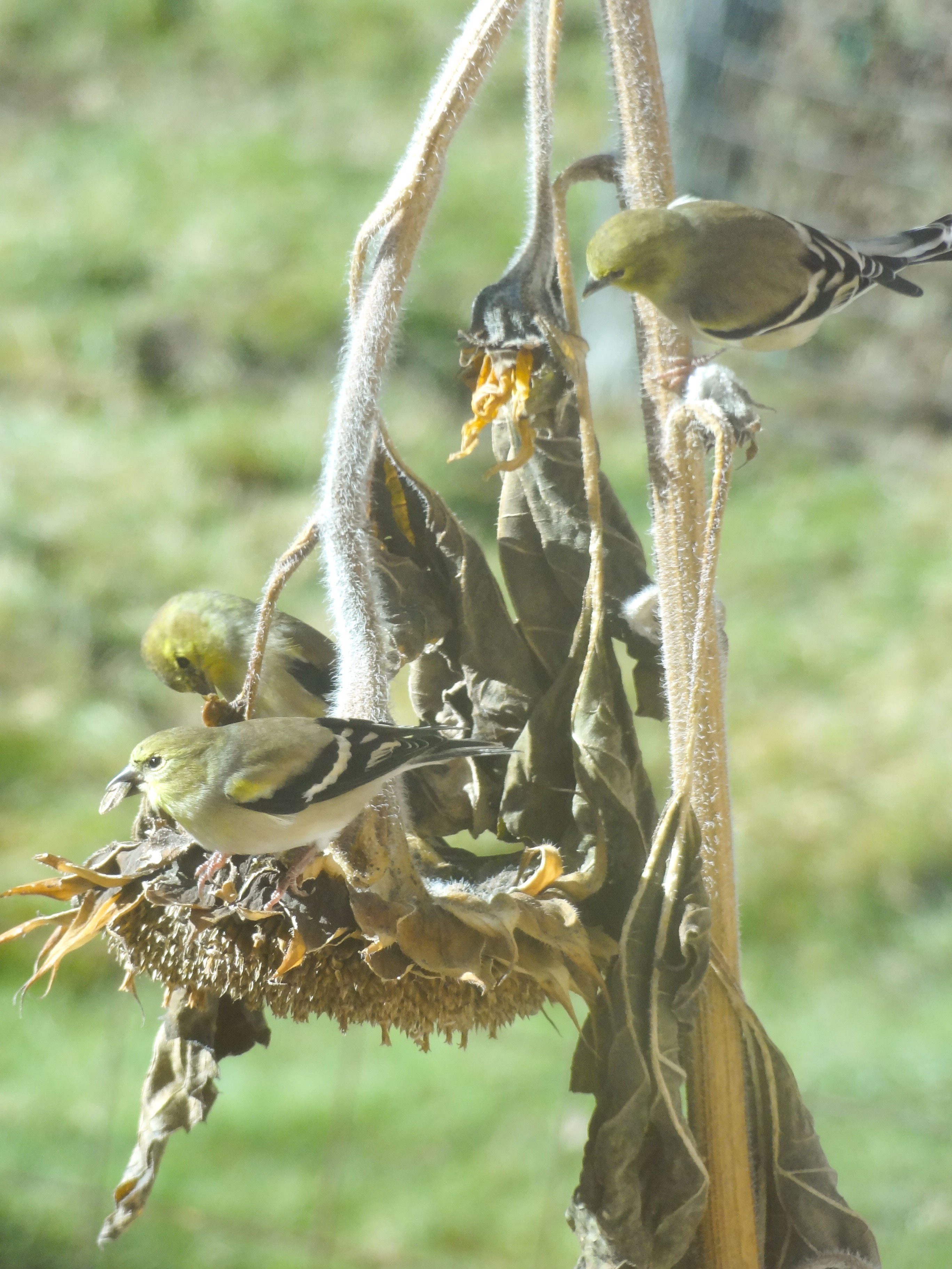 2548amgoldfinchtriosunflower