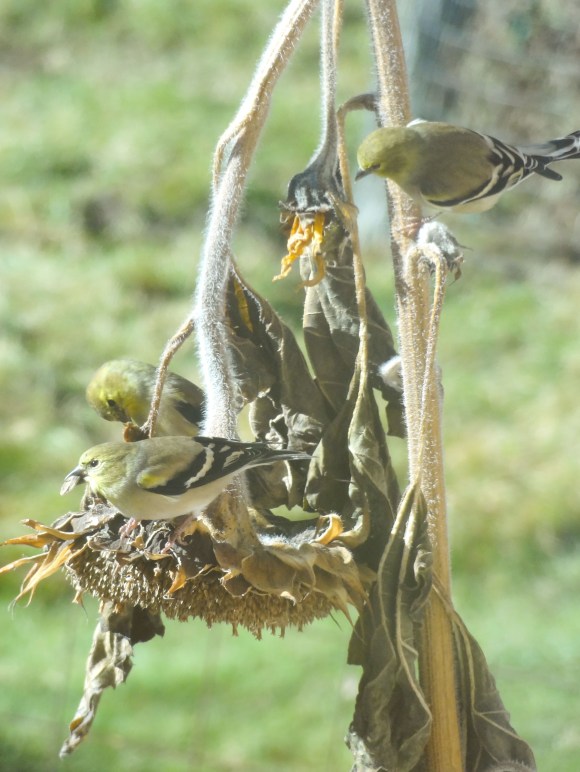 2548amgoldfinchtriosunflower