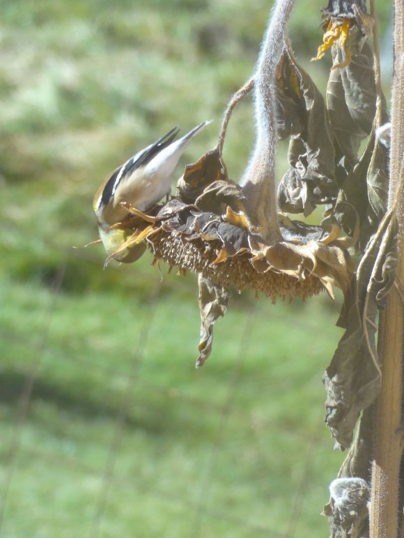upsidedownamgosunflowerDSC02544